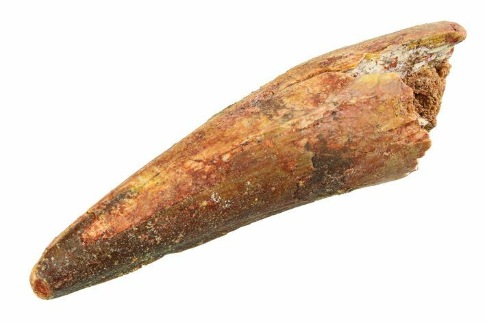 Fossil Spinosaurus Tooth - Real Dinosaur Tooth #351580